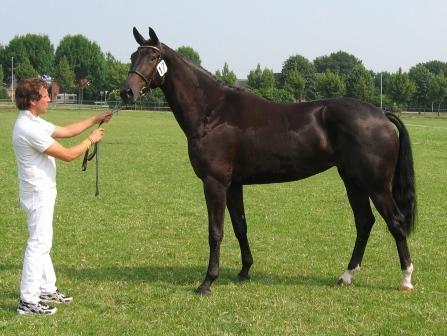 Walzing Mathilde (Jazz x Krack C)